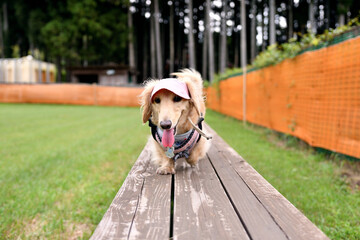 アジリティーをする犬