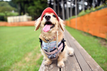 アジリティーをする犬