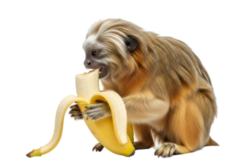 A monkey with a luxurious mane enjoys a ripe banana against a stark black background.