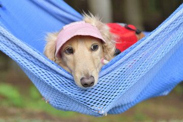 ハンモックに気持ちよさそうに揺られる犬