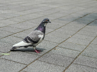 pigeon on the street