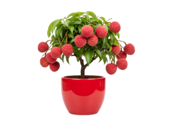 A vibrant bonsai-style lychee tree in a red pot, showcasing plump, ripe fruit and lush foliage.
