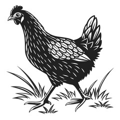 rooster isolated on white