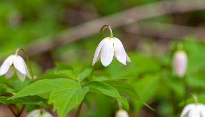 Delicate white flowers in a forest setting