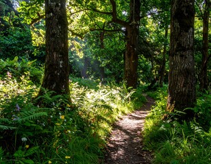 Fototapeta premium Sunlit Forest Trail Through Lush Green Undergrowth.
