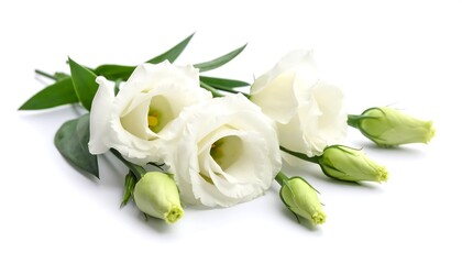 Delicate white flowers on a white background