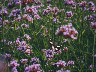 Purple flower bed in dark tone garden for nature background.
