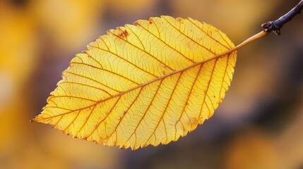 Single yellow autumn leaf on branch, close-up.