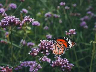 Purple flower bed in dark tone garden for nature background.