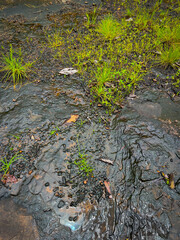 The stone path in the forest has grass in the rainy season.