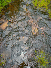 The stone path in the forest has grass in the rainy season.