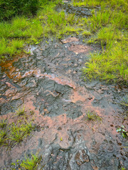 The stone path in the forest has grass in the rainy season.