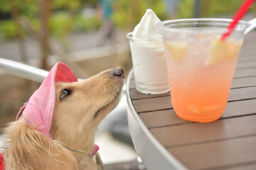 アイスクリームを欲しそうに見つめる犬