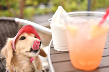アイスクリームを欲しそうに見つめる犬