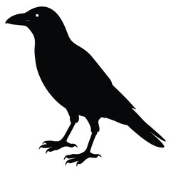 Fototapeta premium Silhouette of a Crow Perched on White Background bird black