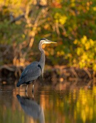 Fototapeta premium Great Blue Heron in Autumnal Marsh, Reflection in Water.