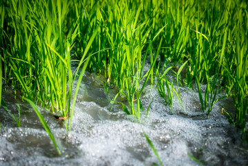 Watering nature of rice field on rice paddy