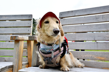 ハイキングでベンチで休む犬