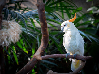 Citron-crested Cockatoo