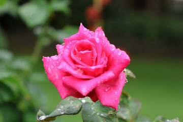 Pink rose flower on a shrub plant in a garden