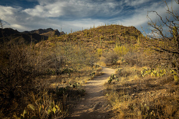 Cactus on the Hills
