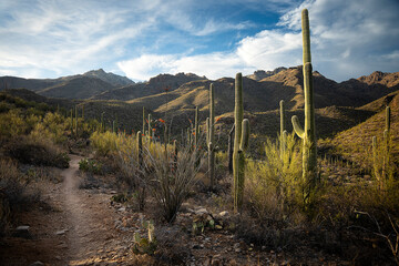 Exposing the Tophography