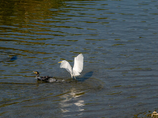 魚を捕まえた川鵜を追い掛けるダイサギ