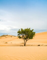 Desert Tree Landscape Photo