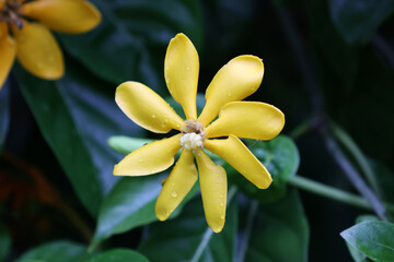 Yellow flower on a Golden Gardenia plant in a garden