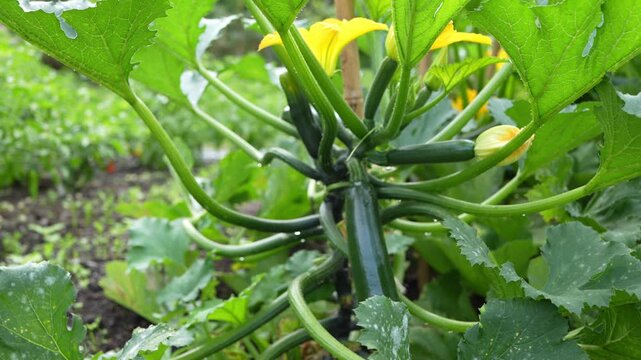 Closeup of fresh zucchini plants with yellow flowers growing in vegetable garden