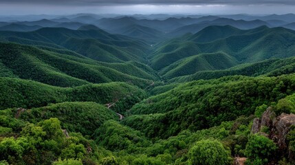 Obraz premium Green Forest Landscape