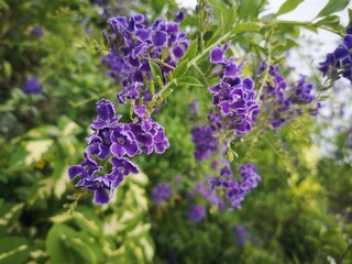 Duranta erecta L, Verbenaceae, Sky flower, Golden dew drop, Duranta, 