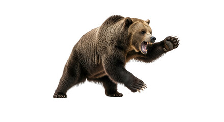 A brown grizzly bear in a defensive stance, roaring with its mouth open and paw raised, isolated on transparent background