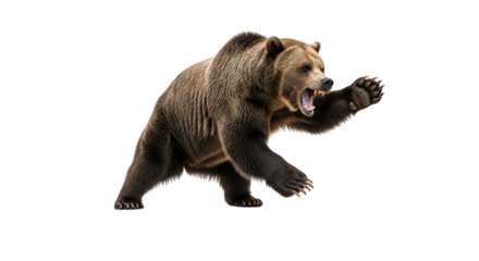 A brown grizzly bear in a defensive stance, roaring with its mouth open and paw raised, isolated on transparent background