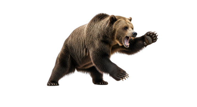 A brown grizzly bear in a defensive stance, roaring with its mouth open and paw raised, isolated on transparent background