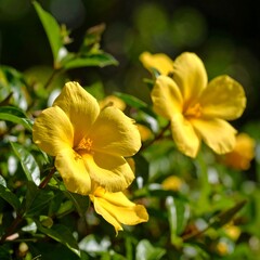 Vibrant yellow flowers, sunlight illuminating petals, green foliage backdrop