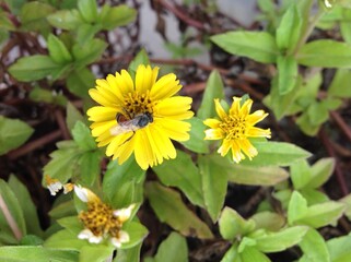 Camomile flower kind