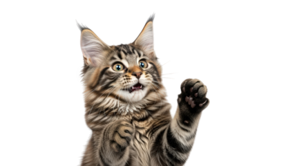 A curious maine coon kitten with wide eyes and raised paws, looking up in surprise, isolated on transparent background