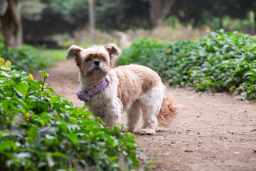 Cute Mixed Shih Tzu puppy standing on the ground in the garden