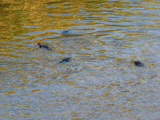 水に潜って魚を探す猪名川のカワウ