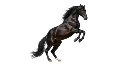 A powerful black stallion rearing up on its hind legs, displaying its muscular physique and flowing mane, isolated on a pure transparent background, symbolizing strength and freedom
