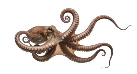 A detailed illustration of an octopus with its tentacles gracefully curved, isolated on a transparent background, showcasing its unique texture and form