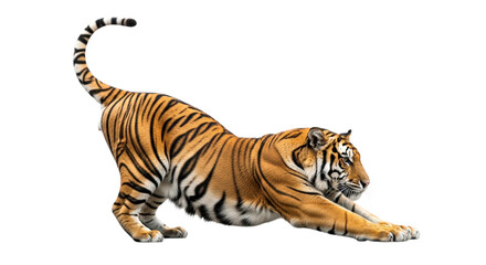 A majestic tiger in a dynamic stretching pose, isolated on a transparent background, highlighting its powerful physique and distinctive striped pattern