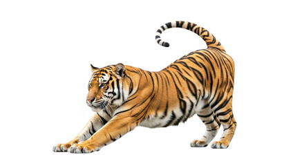 A powerful striped Bengal tiger, a big wild cat and a beautiful feline predator, is isolated on a clean transparent background