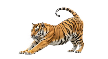 A powerful striped Bengal tiger, a big wild cat and a beautiful feline predator, is isolated on a clean transparent background