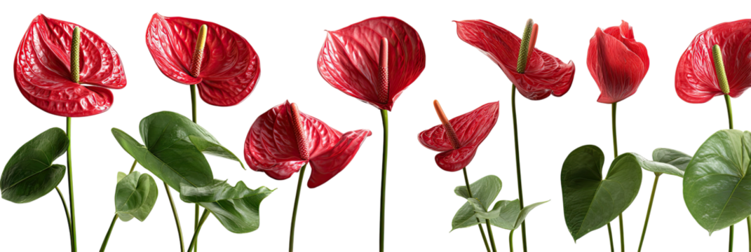 Red Anthurium flowers on black background