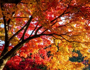 Autumn foliage canopy