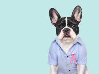Cute puppy and Pink Awareness Ribbon. Express moral support. Close-up, indoors. Studio shot. Isolated background. Health care concept