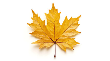 Fototapeta premium Captivating golden maple leaf isolated on a pristine white backdrop showcasing autumn textures and