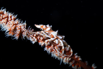 Whip Coral Crab Xenocarcinus tuberculatus